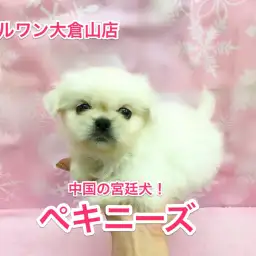 ペキニーズ参上!真っ白の魅力ボディーを解説!!【大倉山店No.6130539】