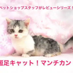 【マンチカン特集！】日本を魅了する短足キャットをペットショップスタッフがレビュー!!