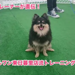 ドッグトレーナー直伝！東日暮里流トレーニング術！～最初に大切な心構え編～