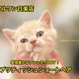 【ブリティッシュショートヘア】超癒し系!笑顔が絶えない我が家を目指すならこの子!:白楽店No11469