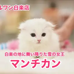 【マンチカン】白楽の地に舞い降りた雪の女王：白楽店No.11468