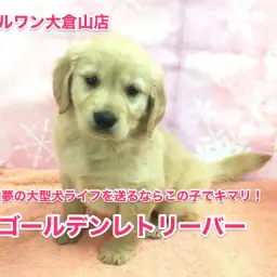 ゴールデンレトリバーがやってきた!夢の大型犬ライフをアナタに!!:【大倉山店No.6130541】