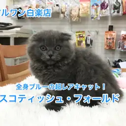 スコティッシュフォールド登場！ブリじゃないの？長毛！超レアな全身ブルーが魅力！【白楽店No.11465】