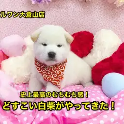 【柴犬】史上最高のむちむち感！どすこい柴ちゃんがやってきた！：大倉山店No.6130566