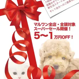 【スーパーセール開幕！】全店・全頭対象のキャッシュバック企画！