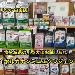 【ドッグフードレポート】小型犬の季節の変わり目の食欲減退にお試しあれ！ロイヤルカナンミニエクシジェント！：白楽店