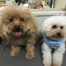 【トイ・プードルのカットを大公開!】陽太(さんた)くんの劇的ビフォーアフター!:白楽店トリミング通信Vol.6
