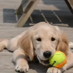 ゴールデン・レトリバーと人生を歩む：第一話〜愛娘との出会い〜