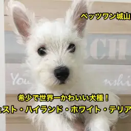 【ウエスト・ハイランド・ホワイトテリア】希少犬種ウェスティ！世界一可愛らしいワンコの登場です♡：ペッツワン城山店オススメベイビーNo.118134