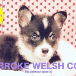 【希少！ブラックヘッドコーギー】出生率は10%以下 ?！待望の「黒コギ」降臨！：梅島店オススメベイビー！No.119067