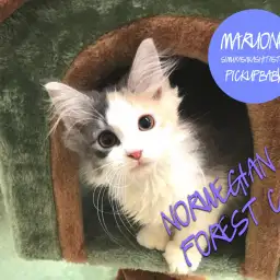 【ノルウェージャンF.C】レアカラー！カラフルな森の妖精！！：志村坂下店オススメベイビーNo.914296