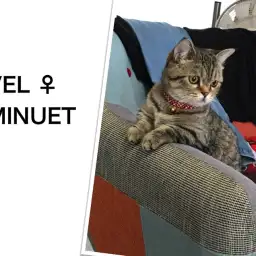 多頭飼いを目指す方必見！家族の数だけ幸せ倍増！笑顔倍増！：大倉山店企画