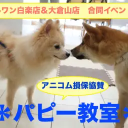 【パピー教室】マルワン白楽店&大倉山店合同イベント!アニコムパピー教室 午前の部レポート!
