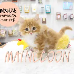 【メインクーン】なんと素敵な紅葉色なのでしょう!世界中から愛されるジェントルキャット!:白楽店PICK UPベイビー!No. 11503