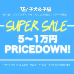 【スーパーセール追加開催!】白楽店・城山店・本羽田店・志村坂下店