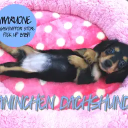 【カニンヘン・ダックスフント】生粋のマルワンベイビー登場！とにかく小さめ！可愛いのなんのって！：東日暮里店PICK UP BABY！No.014186