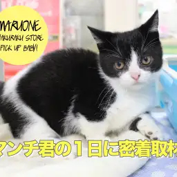 【マンチカン】超必見！ハチワレマンチくんの1日を取材!!!トイ・プードルとも遊べっちゃった！：白楽店No.11499