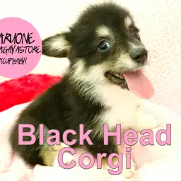 【ブラックヘッドコーギー】食パンヒップの短足BOY！希少なBlackheadがやってきた！：鎌ヶ谷店PICK UPベイビー！NO.117124