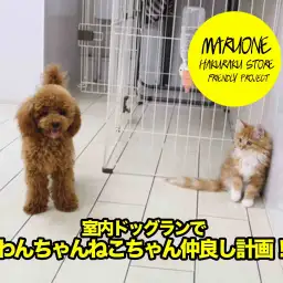 【メインクーン&トイ・プードル】室内ドッグランでわんちゃん猫ちゃんお友達になろう計画！！:白楽店 No11503&No11510