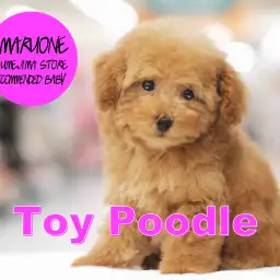 【トイ・プードル】ベアカットの申し子!ベリーカーリーの丸顔王子がやってきた!:梅島店オススメベイビー!No.119080