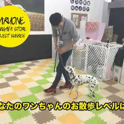 【わんこのしつけ】あなたのワンちゃんはお散歩レベルいくつ？？：鎌ヶ谷店 PROJECT KUNREN Vol.8