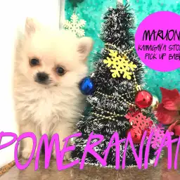 【白ポメラニアン】淡く優しいクリームカラーの癒し犬登場！！：鎌ヶ谷店ピックアップベイビー！No.117132