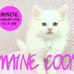 【メインクーン】道産子の白いプリンスが華麗？にやってきた！：鎌ヶ谷店PICK UPベイビー！No.117130