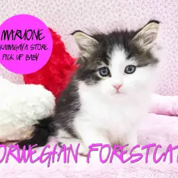 【ノルウェージャンフォレストキャット】イケメンなのに甘えん坊！？究極のデレデレ王子登場♪：鎌ヶ谷店ピックアップベイビーNo．117131