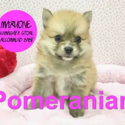 【ポメラニアン】くりくりオメメが魅力的！とびきりのベイビーフェイス降臨！：鎌ヶ谷店オススメベイビー！No.117126