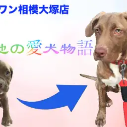 【愛犬物語】相模大塚店スタッフの愛犬物語を公開！〜菊池&アリシア編〜