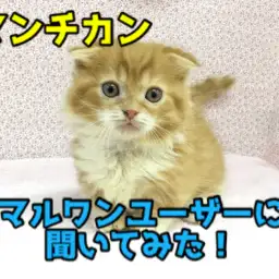 初めてのマンチカンとの生活を始めたマルワンユーザーに聞いてみた!!：大倉山店特別企画