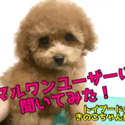 初めてのワンちゃんとの生活を始めたマルワンユーザーに聞いてみた!!【トイ・プードル編】大倉山店特別企画