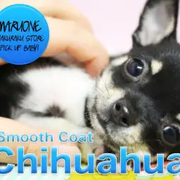 【チワワ・スムースコート】超個性派登場!お顔に大注目のスペシャルベイビーがやってきた♪: 白楽店PICK UPベイビー!No:11533