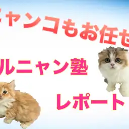 相模大塚店新企画！ニャンコも徹底サポート！マルニャン塾レポート♪：マルワン相模大塚店