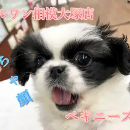 【ペキニーズ】なんじゃこの模様！？パンダカラーのペチャ顔さん♪得意技は『お・ね・が・い♪』：マルワン相模大塚店Pick UpベイビーNo.814439