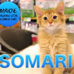 【ソマリ】トキメキ注意報発令!メープルシロップのようなあま~い色と性格自慢のソマリちゃんがやってきた♡:マルワン白楽店オススメベイビーNo.11543