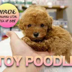 【トイ・プードル】胸キュン必至の閲覧注意!!!!焦がしキャラメルあまーい香りのプリンセスちゃん降臨!:マルワン白楽店PICK UPベイビー!No.11538