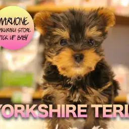 【ヨークシャーテリア】ルックスばっちり!王子と呼ぶしかない!超美形ヨーキーやって来ました!:マルワン白楽店PICK UPベイビー!No.11540