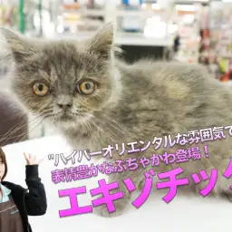 【エキゾチック】ハイパーオリエンタルな雰囲気漂いまくり!表情豊かなぶちゃカワ登場♥:大倉山店PICKUPベイビーNo.6130679