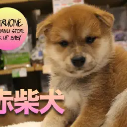 【柴犬】小さいおめめがとってもキュート!?毛色鮮やかパピーが登場!!:マルワン白楽店Pick UpベイビーNo.11552