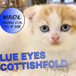 【スコティッシュ・フォールド】垂れ耳＆ブルーアイズの大人気猫種がやってきた！！！驚愕の可愛さなので絶対みるべきっ！！:マルワン白楽店ピックアップベイビーNo.11555