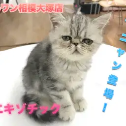 【エキゾチック】CMでお馴染み！ふてニャン登場！ぶちゃカワキャットは超甘えん坊♪：マルワン相模大塚店Pick UpベイビーNo.814452