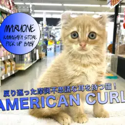 【アメリカンカール】摩訶不思議！反り返った耳を持つ猫登場！：鎌ヶ谷店PICK UPベイビー！No.117148