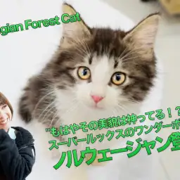 【ノルウェージャン・フォレスト・キャット】もはやその美貌は神ってる!スーパールックスを持ったワンダーボーイ登場!:マルワン大倉山店PICK UPベイビー!No.6130683