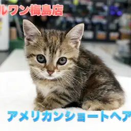 【アメリカンショートヘア】珍色登場!定番外のすごい猫がやってきた!!:マルワン梅島店Pick UpベイビーNo.119099