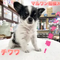 【チワワ（ロングコート）】シャンシャンに負けないぞ！アタシだってパンダ柄なのよ！：マルワン相模大塚店Pick UpベイビーNo.814442