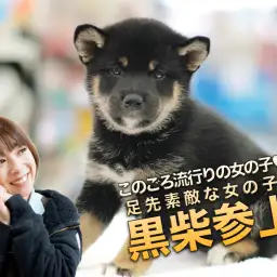 【柴犬】このごろ流行りの女の子♥足先素敵な女の子♪:マルワン大倉山店PICKUPベイビー No.6130686