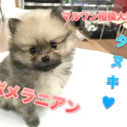 【ポメラニアン】史上最高のたぬきポメが入店！モフモフ好きは全員集合！：マルワン大和 相模大塚店オススメベイビーNo.814459