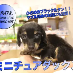 【ミニチュア・ダックスフント】小さめのブラック&タン!!マズル短めのお顔にも注目!:ペットショップマルワン白楽店(横浜市)オススメ子犬情報!No.11564