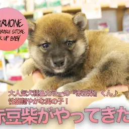 【豆柴】大人気犬種&カラーの『赤豆柴』くん♪性格穏やかな男の子!:ペットショップマルワン白楽店(横浜市)|子犬情報!No.11566